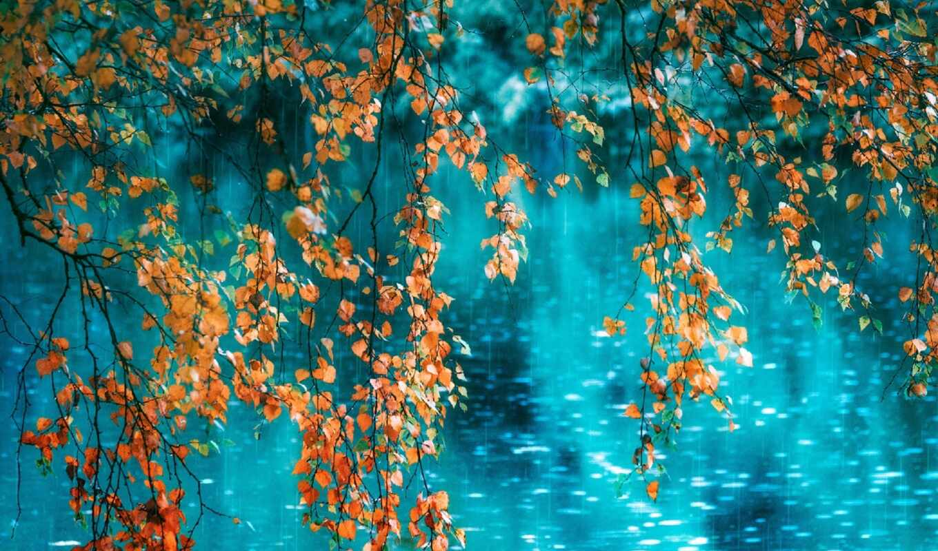 природа, you, лист, дождь, water, осень, красивый, alena