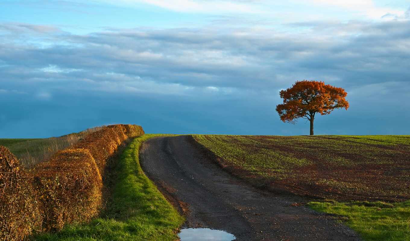 nature, background, tree, lonely, field, expensive
