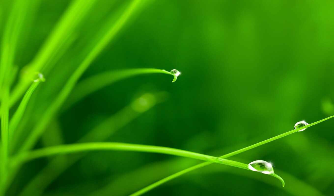 drop, grass, water, pic, verde, plant, poster, makryi