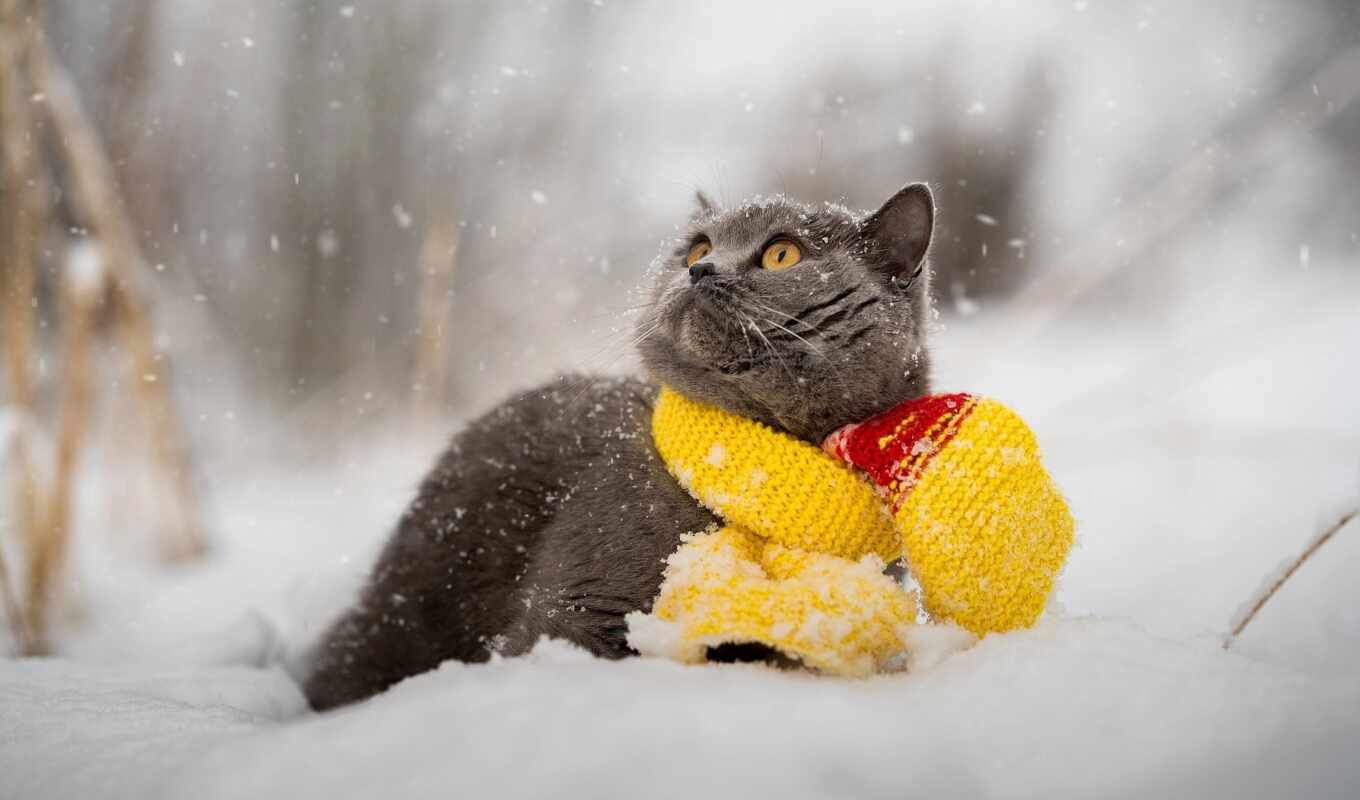 weather, snow, winter, cat, ukraine, animal, forecast, sinoptika, novinit