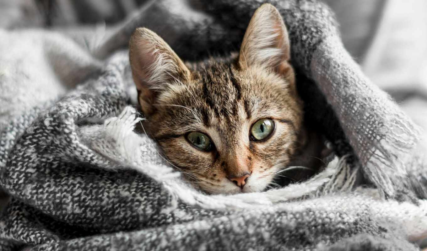 фото, одеяло, кот, royalty