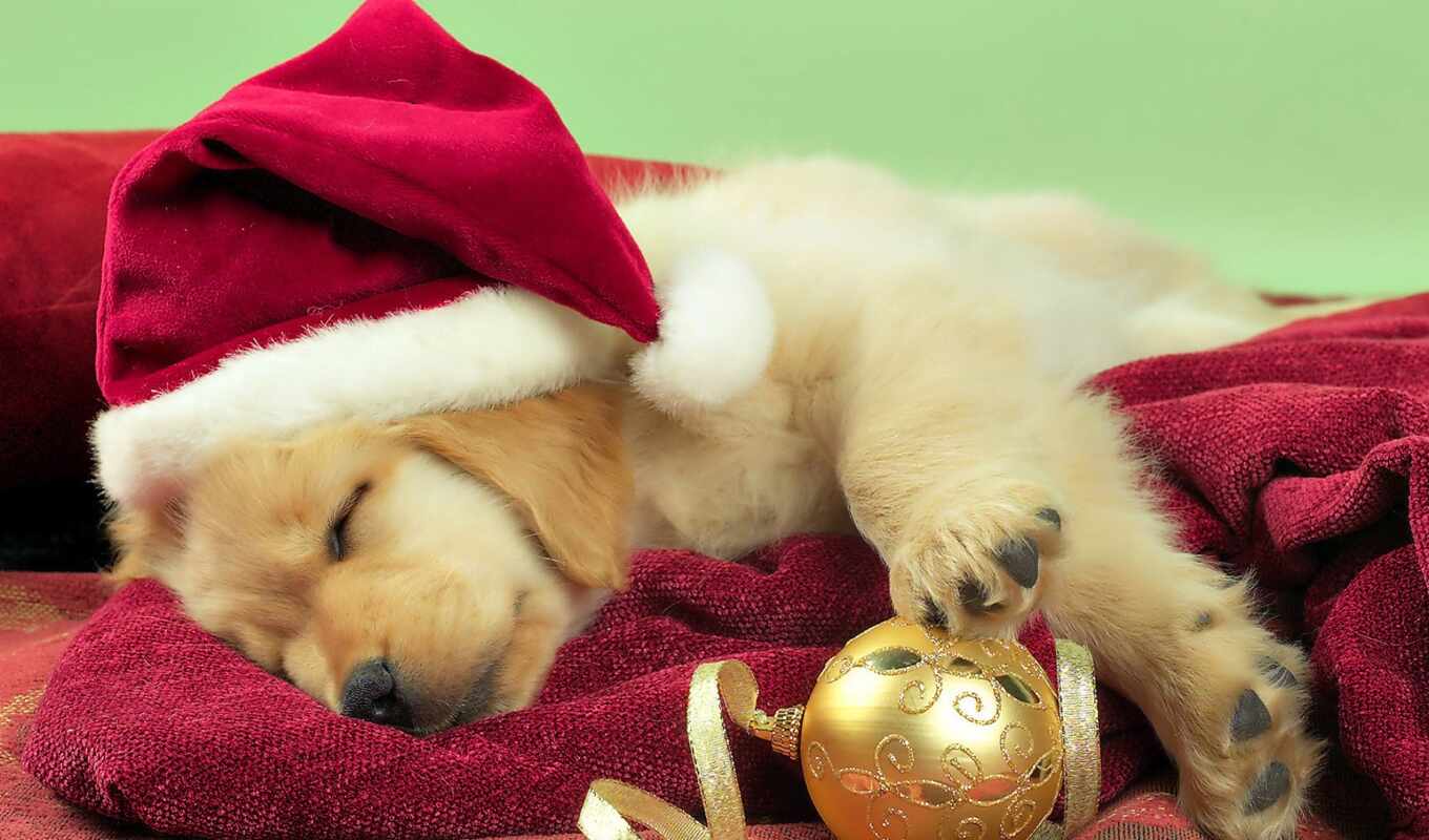 dog, santa, christmas, puppy