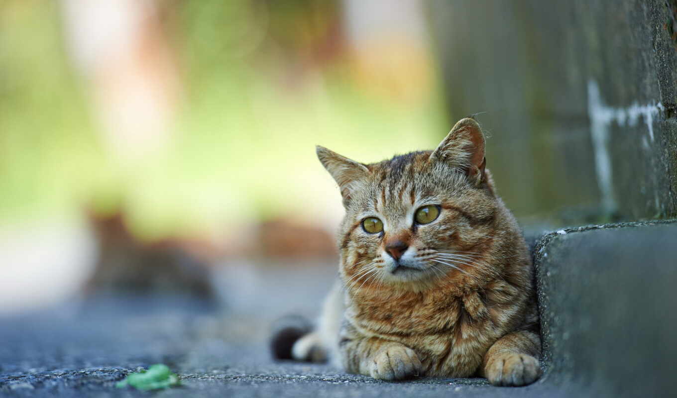 улица, кот, котенок, animal