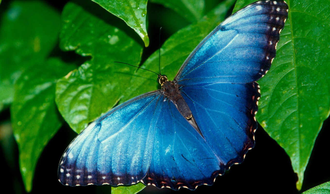 desktop, blue, best, бабочка, nature, top, animals, синяя, butterflies