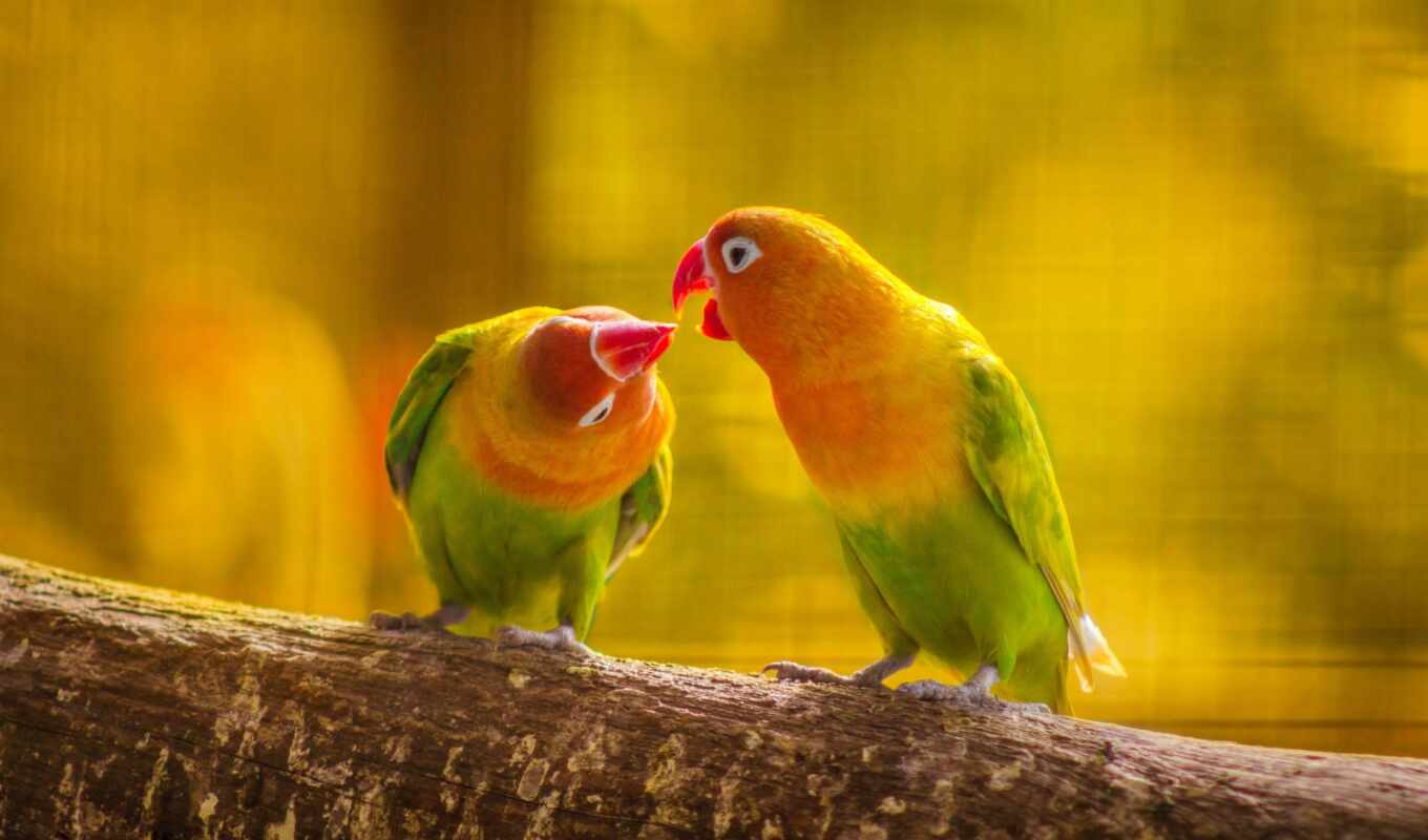 love, free, couple, birds, a parrot, kiss, a kiss