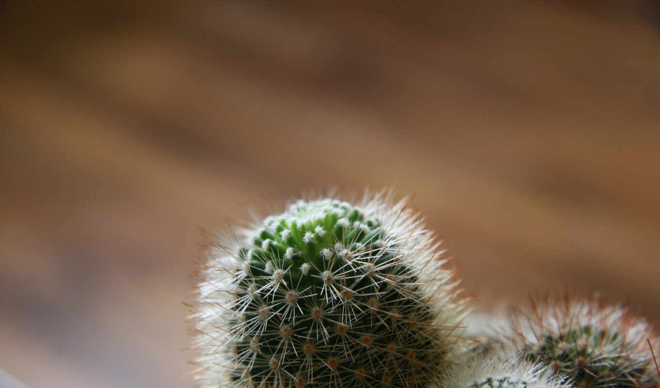 desktop, free, background, cactus