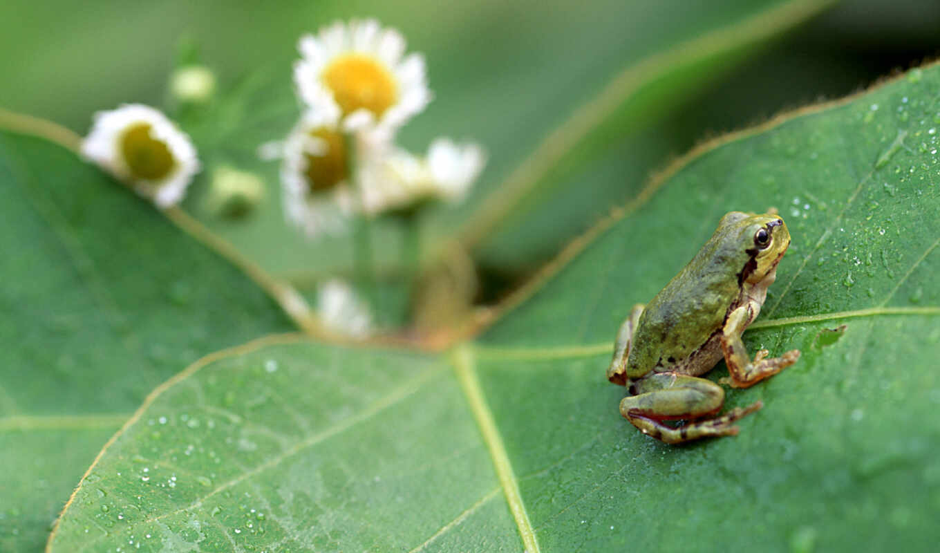 free, screen, green, acer, buy, or, frog