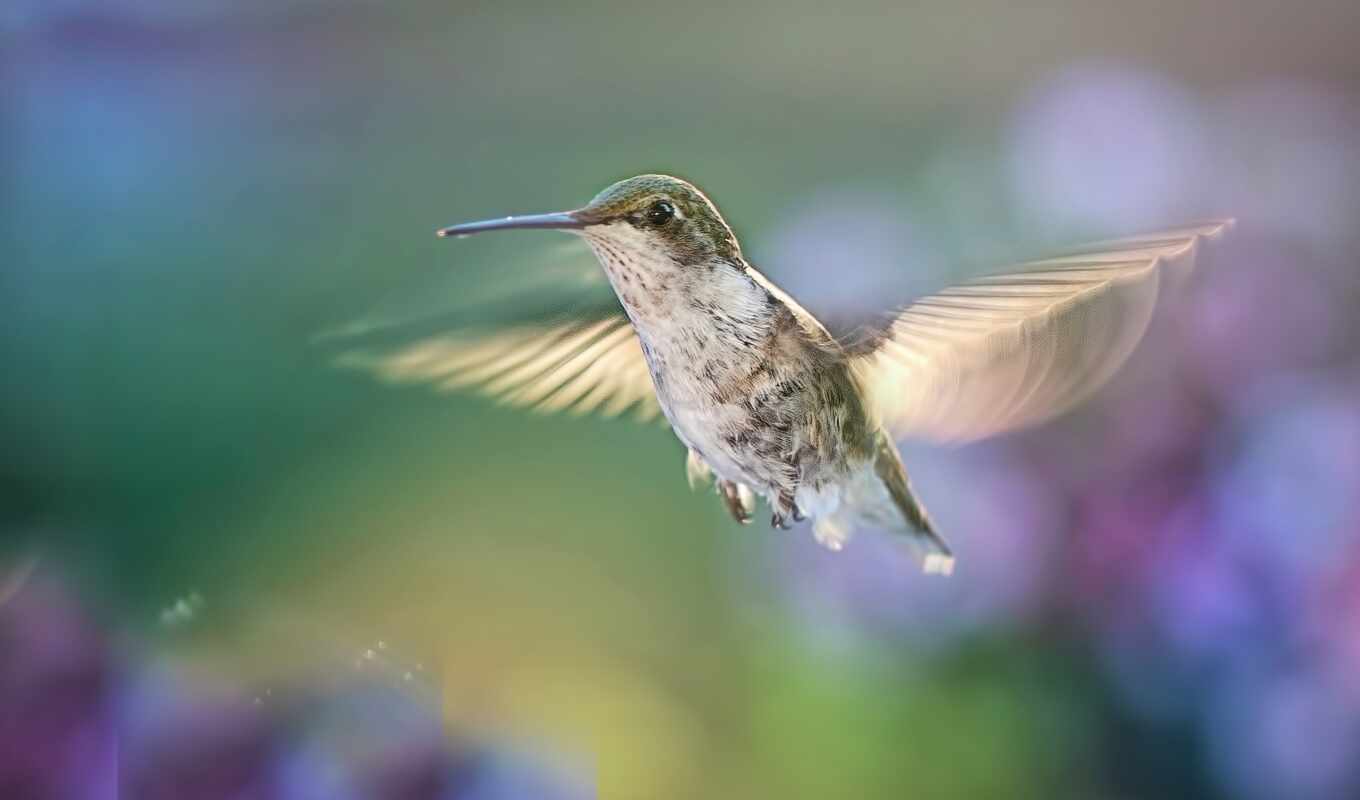 good, city, bird, morning, flor, fly, wish, hummingbirds, pixabay