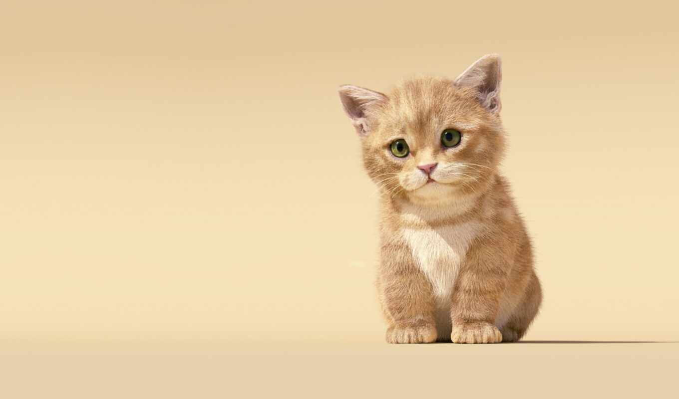 cat, cute, kitty, animal, avatar, baby, kot, pet, forum, kitty, cat
