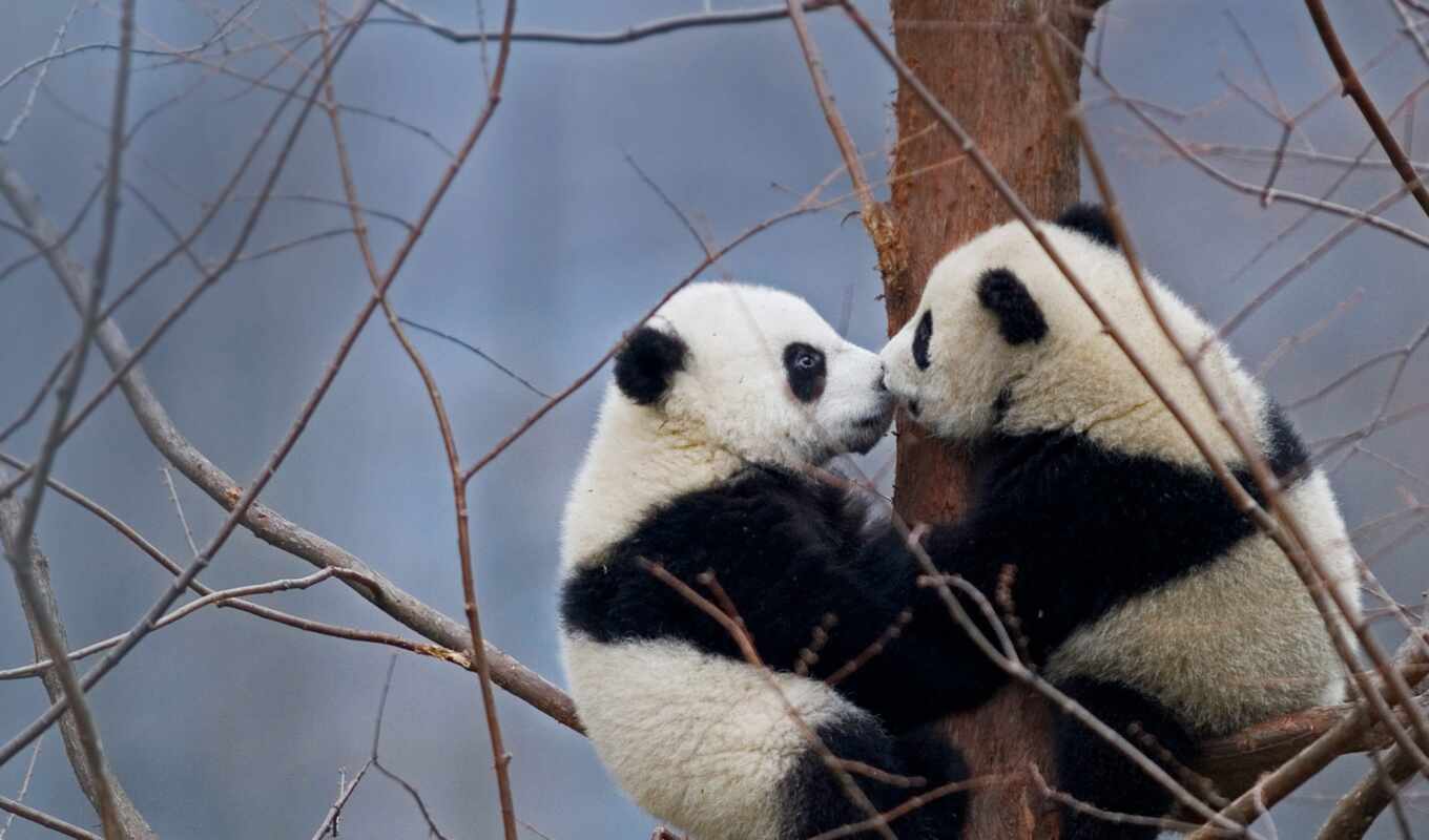 другие, панда, день, детёныш, поцелуй, два, inspiration, adorable, международный