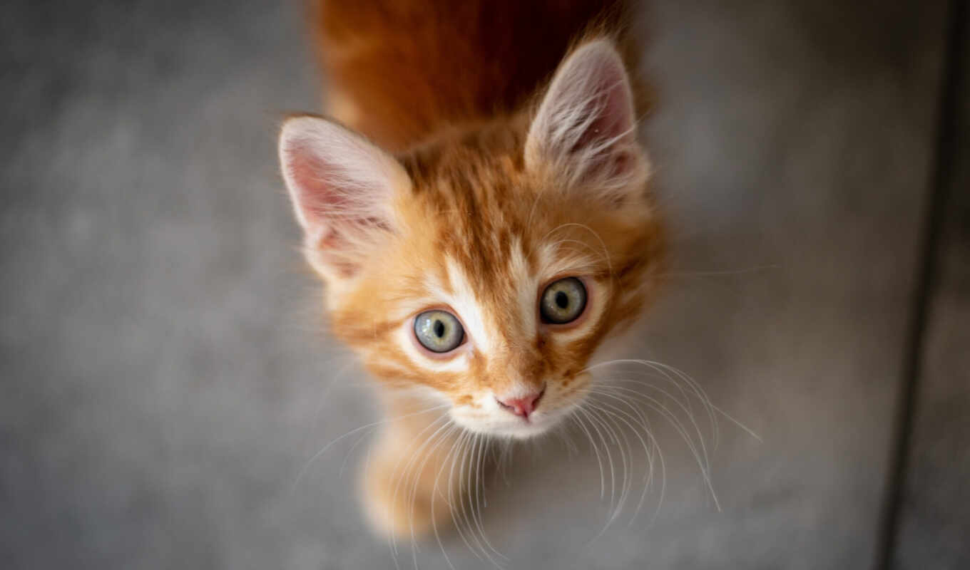 взгляд, глаз, кот, оранжевый