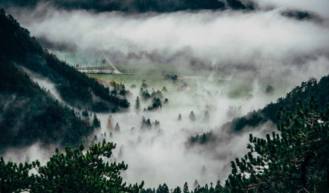 tree, forest, mountain, fog