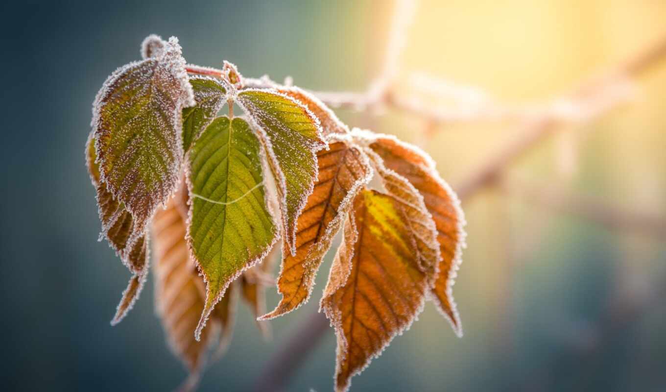 природа, иней, winter, осень, mit, leaf, adobe, pxfuelpage