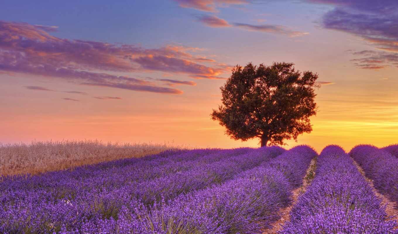 природа, небо, цветы, окно, дерево, purple, закат, поле, тема, lavender