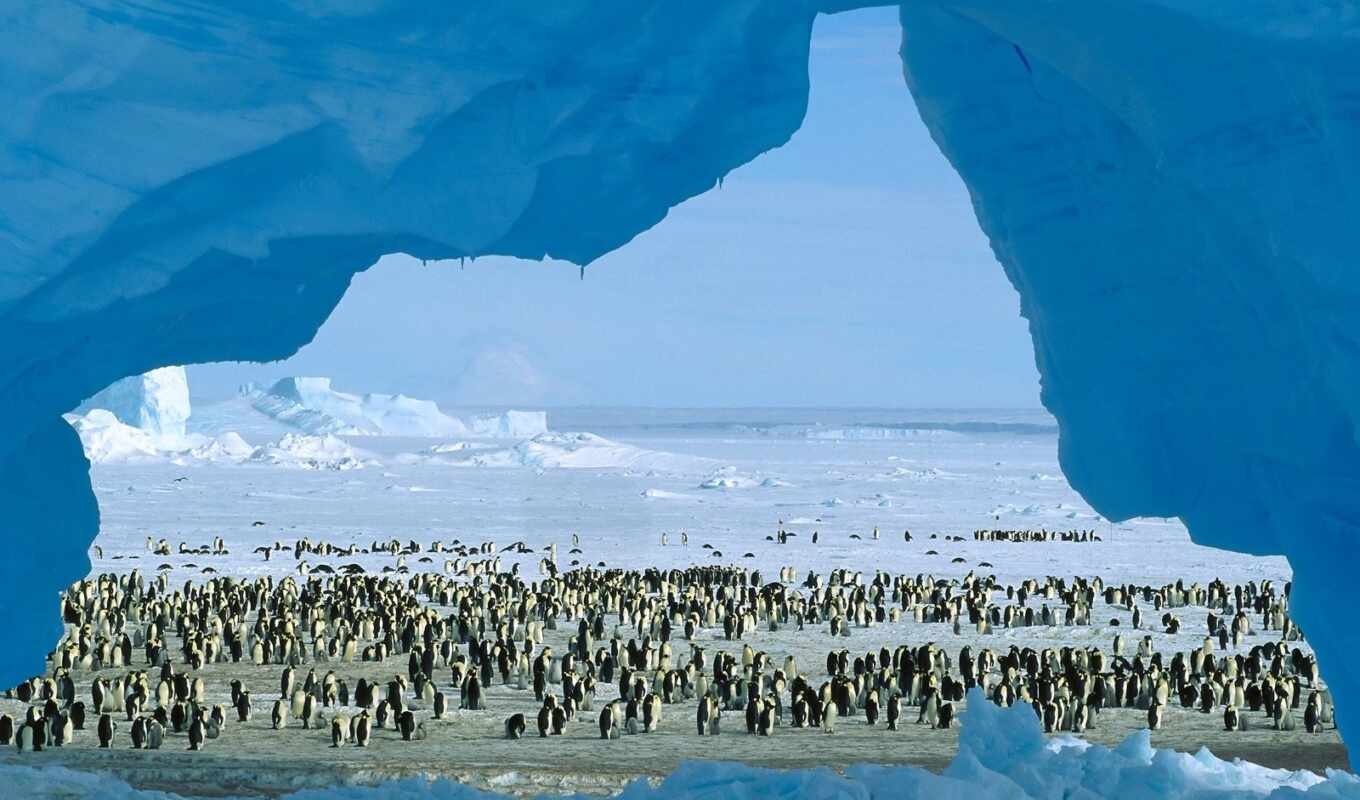 пингвин, антарктида, антарктида