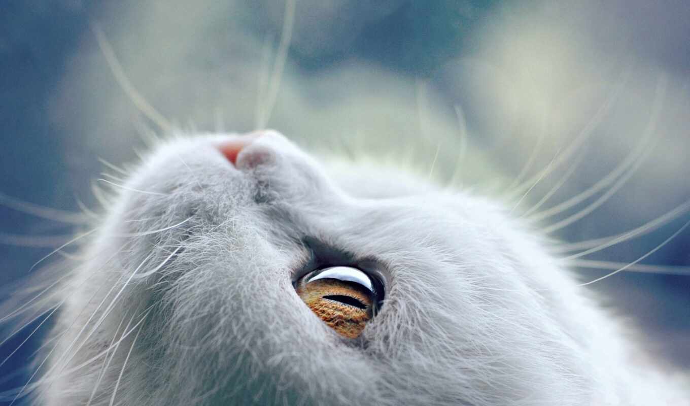 white, глаз, кот, animal, бакенбарды, mrwallpaper