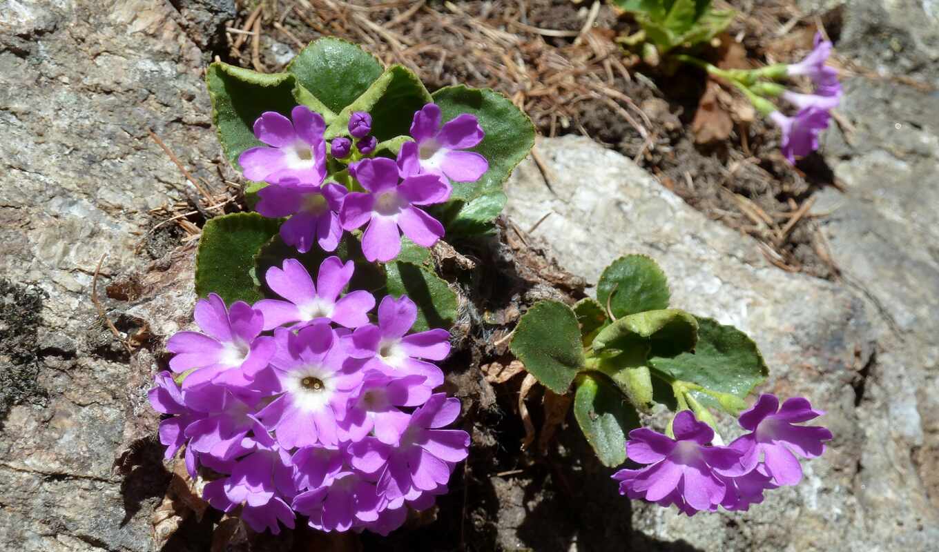 gebirge, gebirgsblume