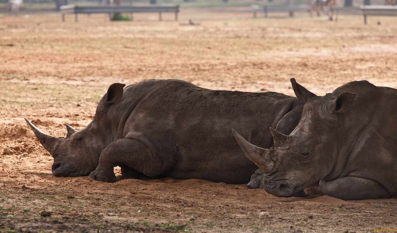 Носороги загрузить