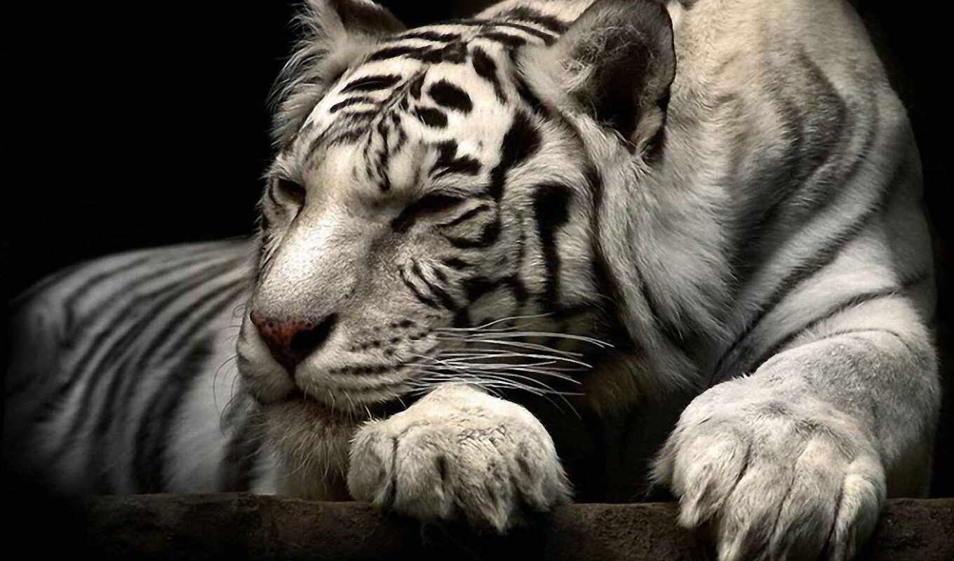 white, white, tiger, zhivotnye