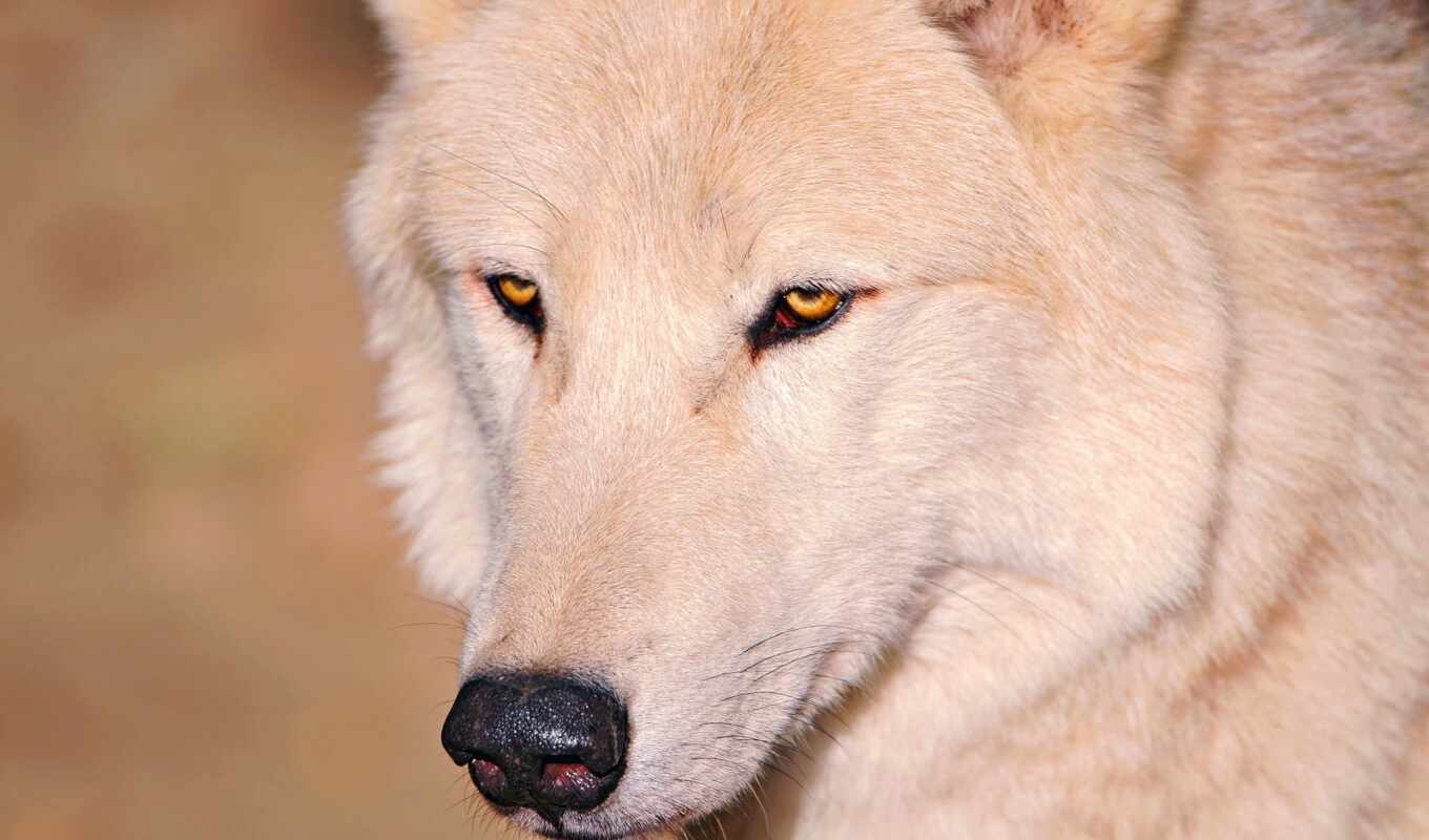 white, light, wolf, wolves, nose
