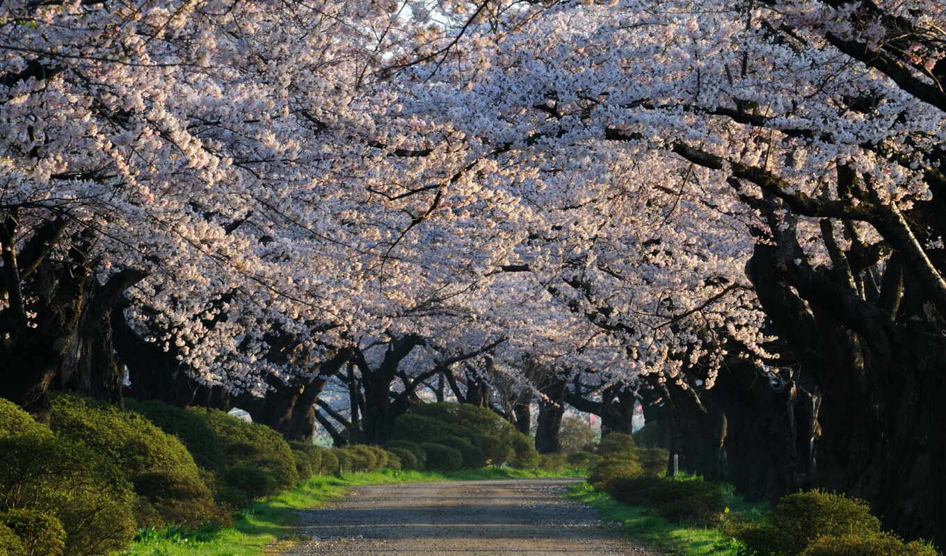 цветы, japanese, garden, cherry, flowers, весна, season, knowledge, япония, blossoms