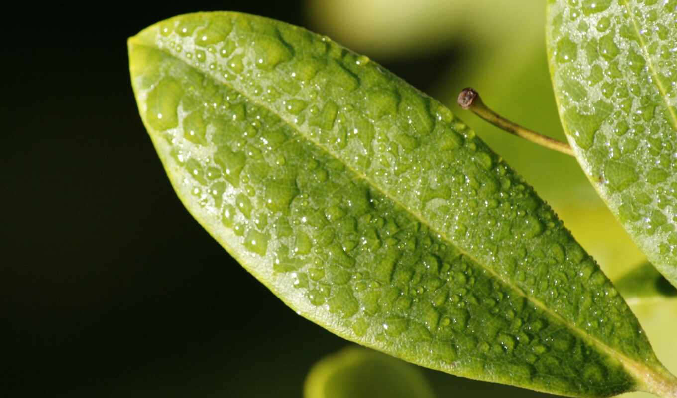 nature, drop, dew, leaf