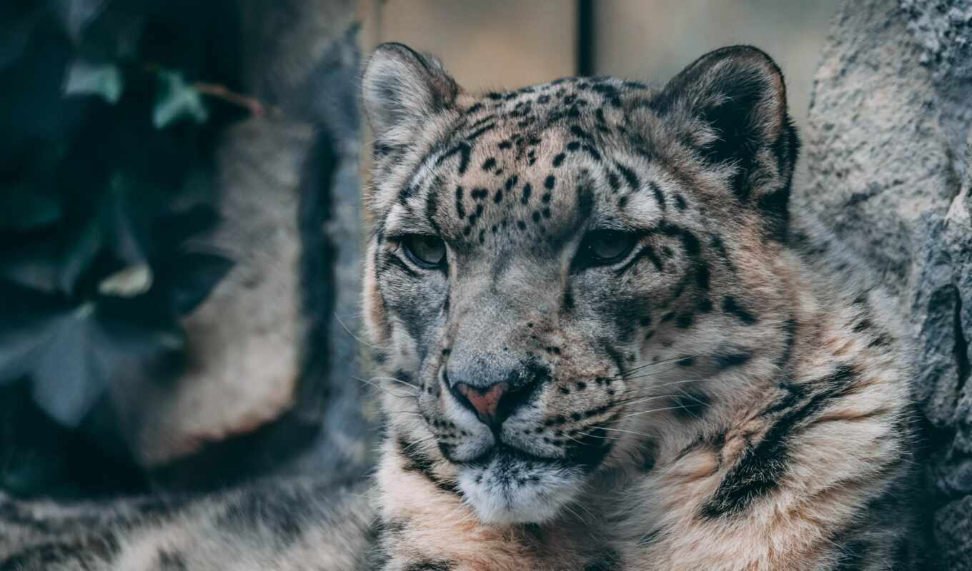 snow, leopard