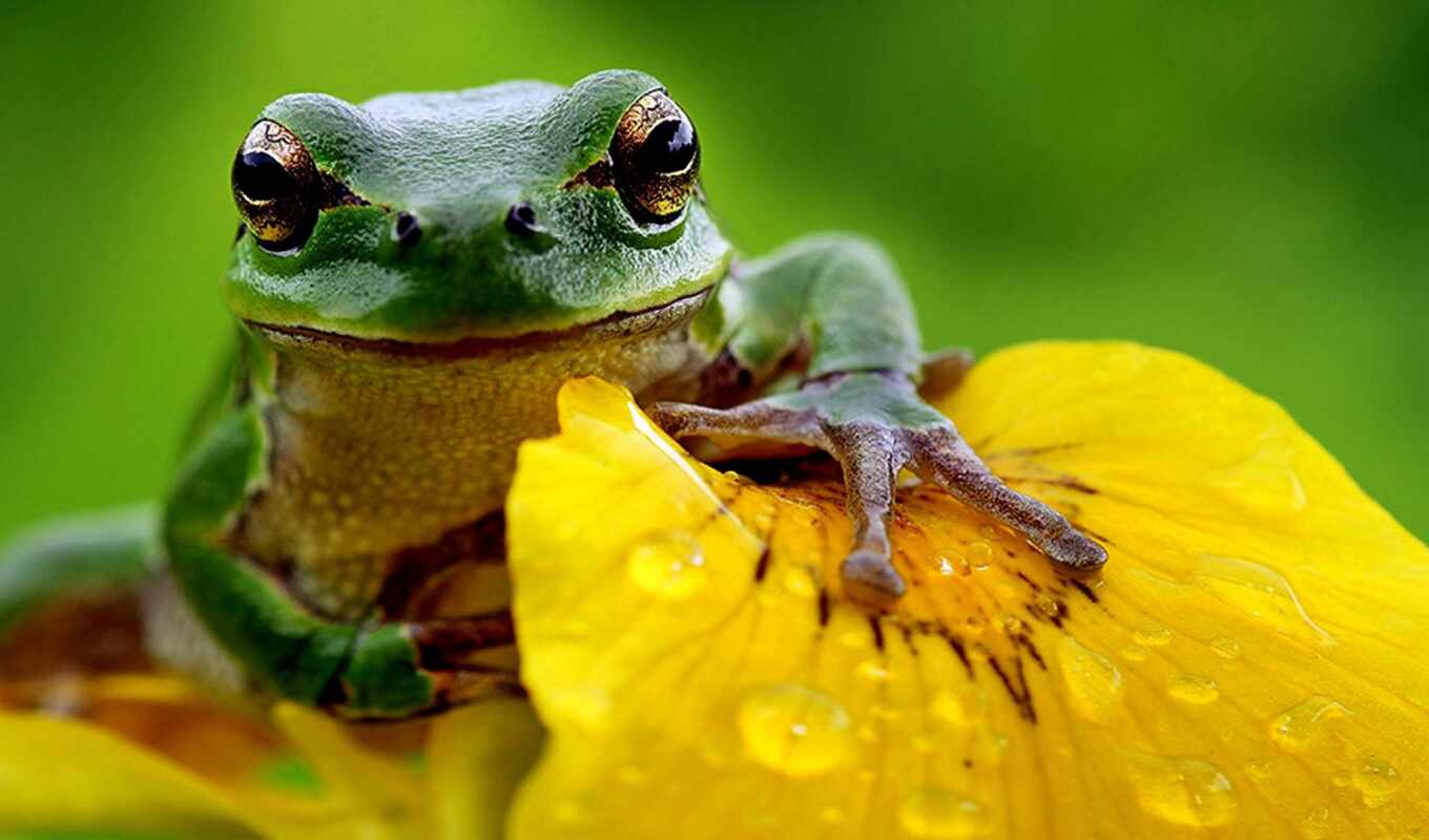 цветы, зелёный, лягушка, animal, fact, museum, toad, фото