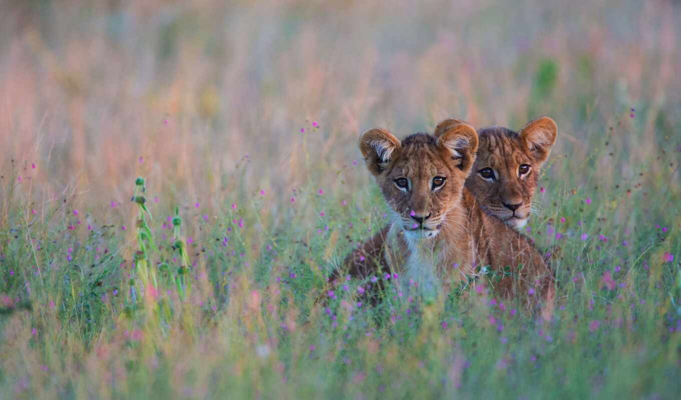 lion, grass, animal, the cub, baby, kalahari