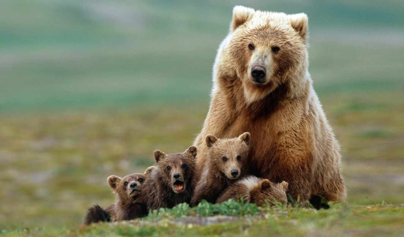 медведи, семья, медведица, медвежата, гризли