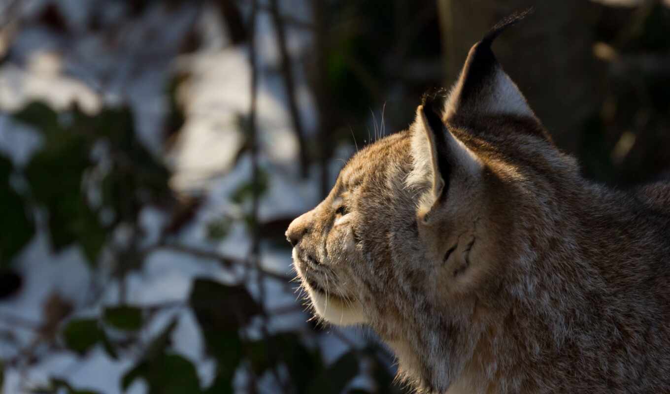 nature, forest, winter, lynx