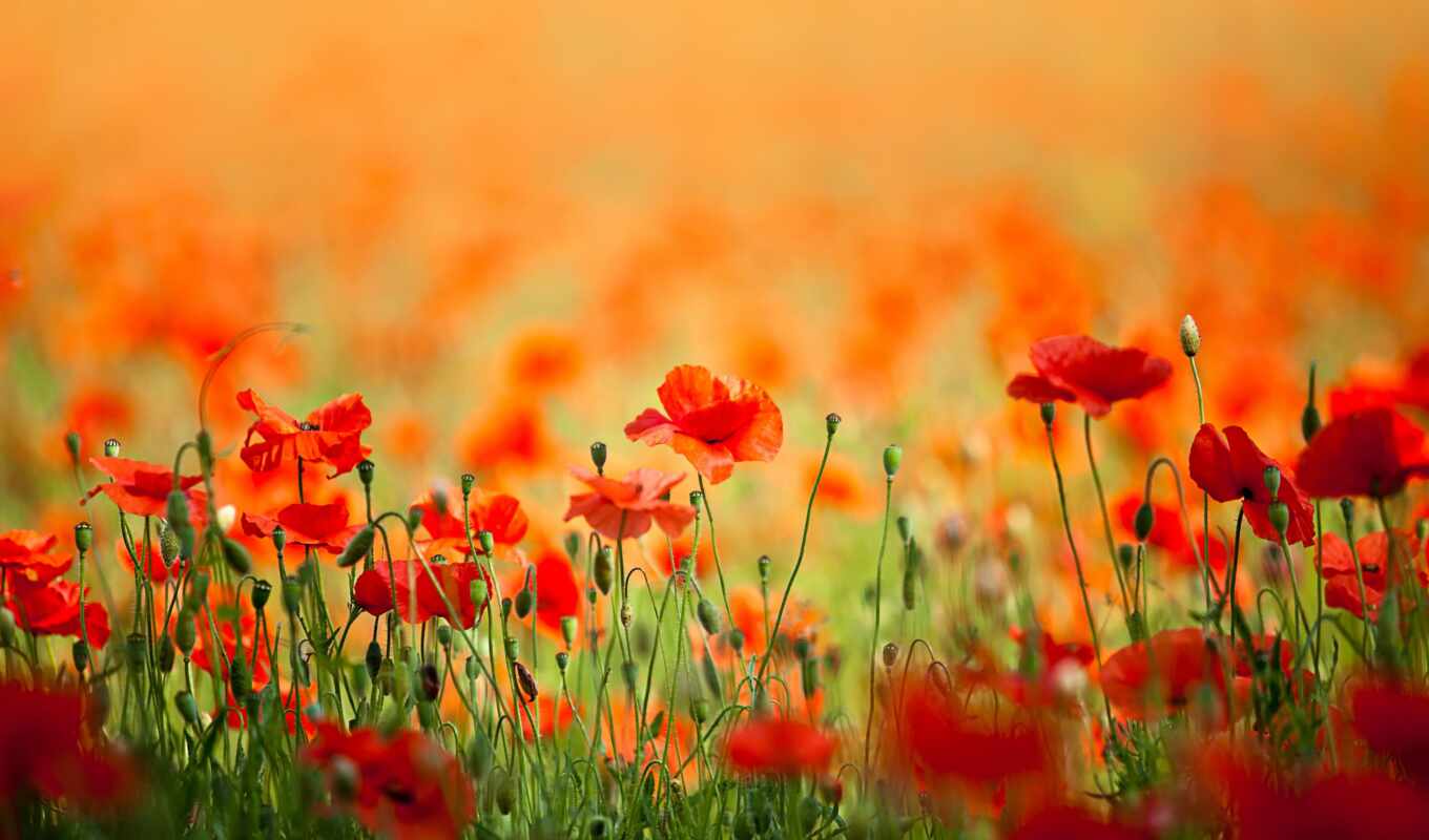 nature, flowers, spring, the wall, petals, poppies, photo wallpapers