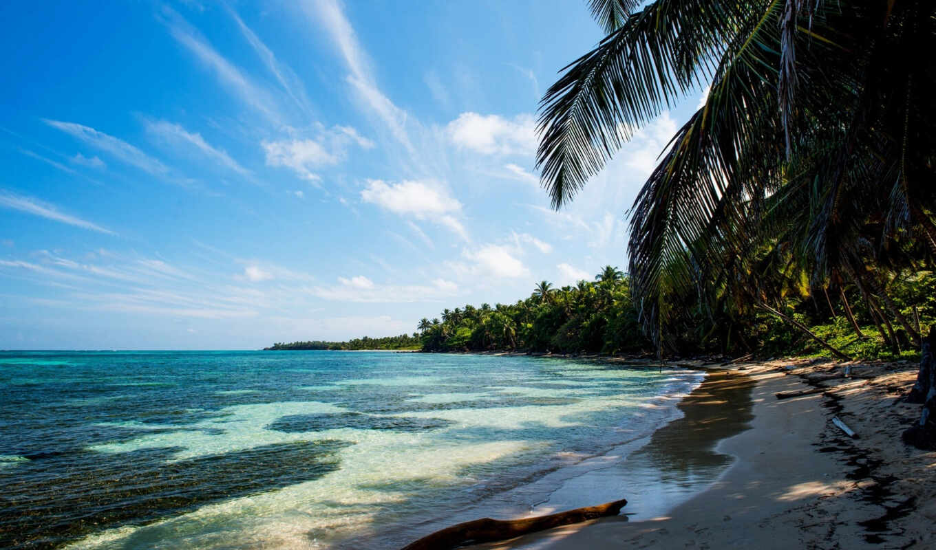 photo, beach, sea, sand, palm trees, branch, tropics