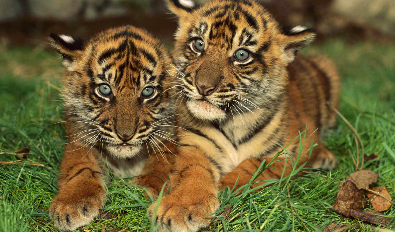 photos, views, lovely, animals, яndex, tigers, card, duration