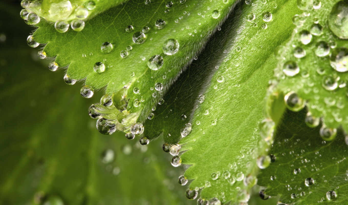 drops, macro, green, monitor, foliage, spring, drops, dew, wet, dew, droplets