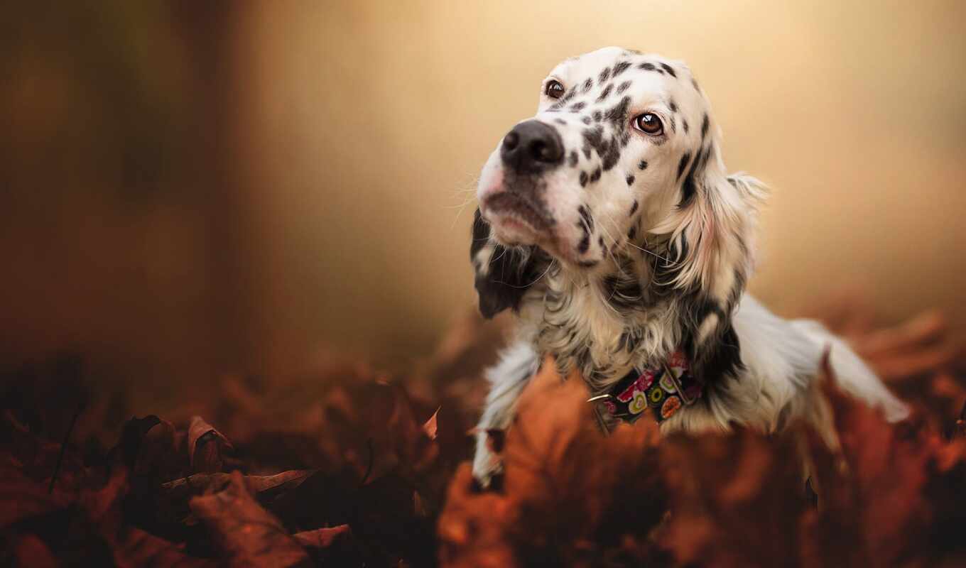 глаза, cute, собака, смотреть, осень, щенок, сеттер, animal, leaf, грусть