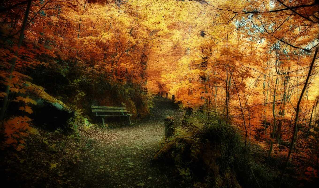 forest, autumn