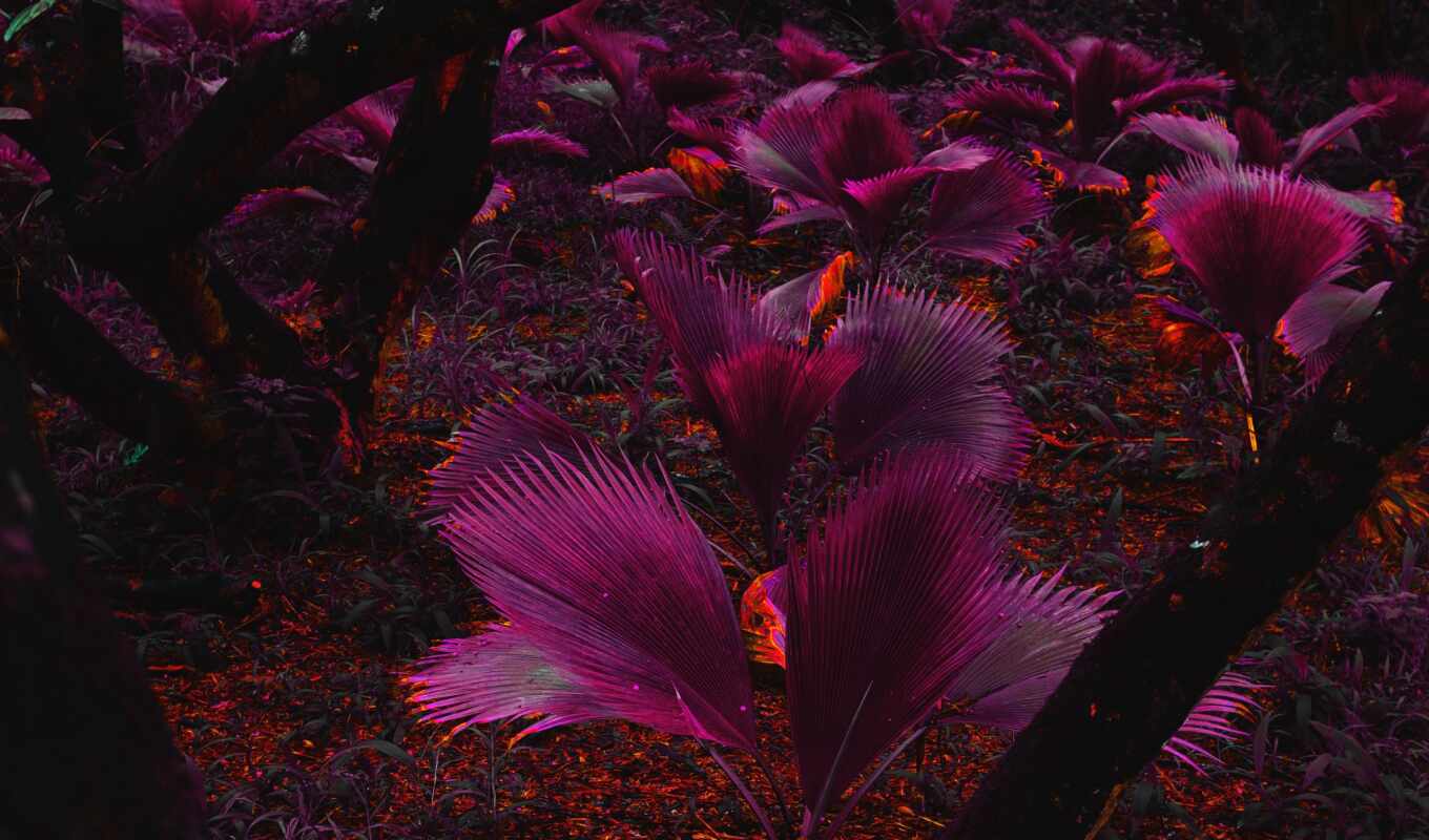 jungle, лист, purple, растение, tropic, leaf