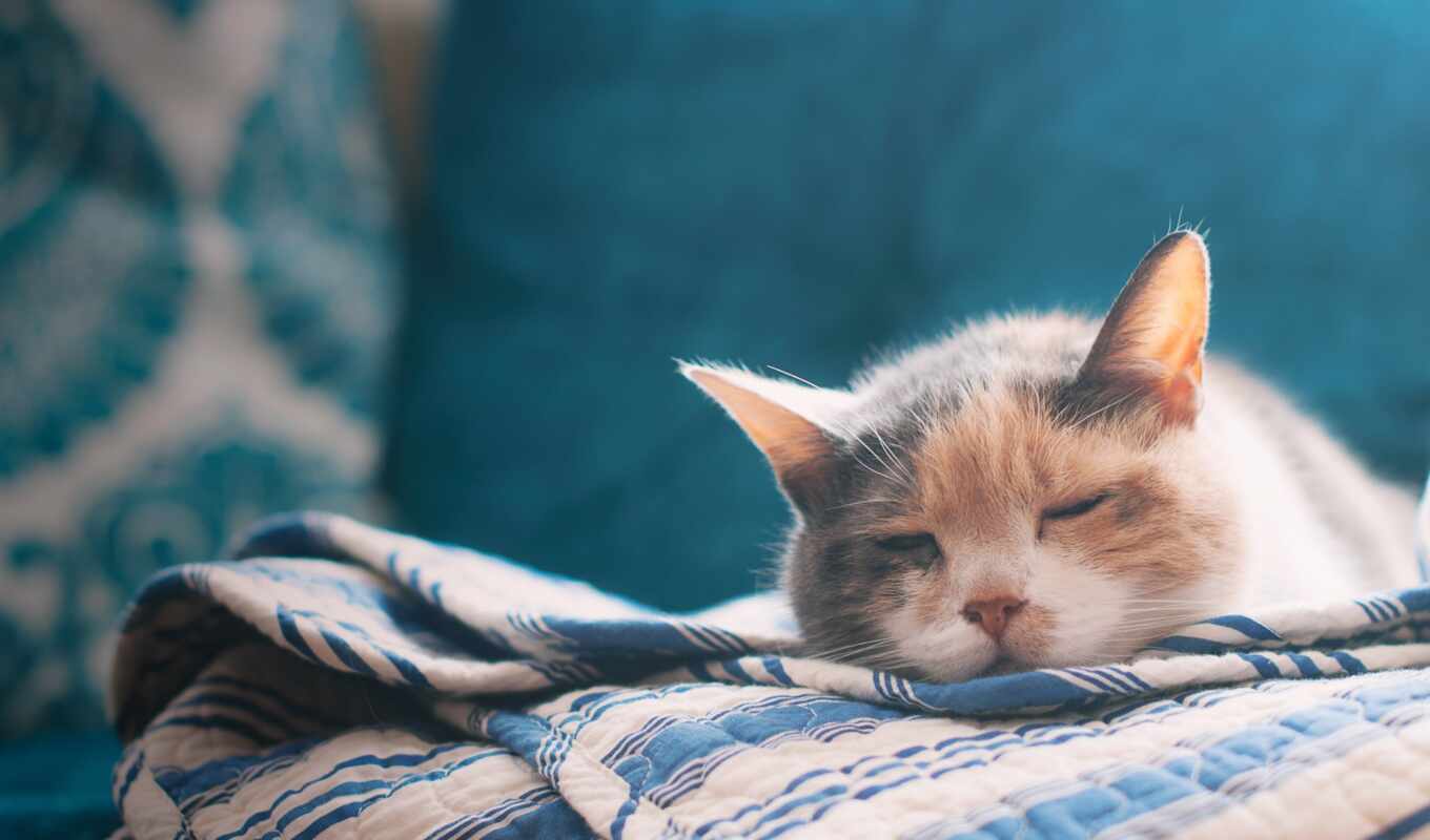 лист, кот, кровать, спать, animal, cherepahovyi