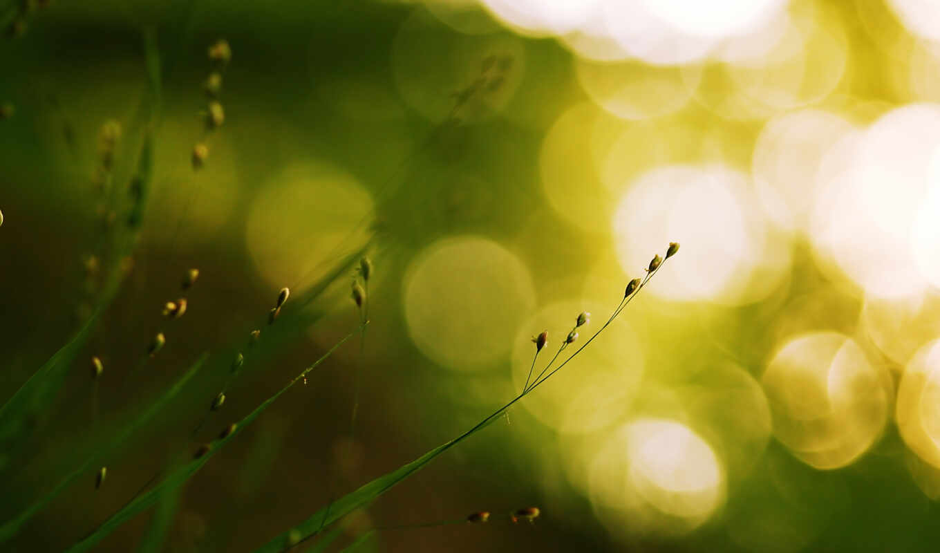 nature, category, completely, grass, dew, morning