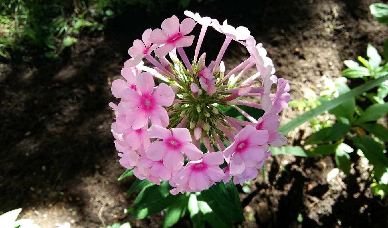 flowers