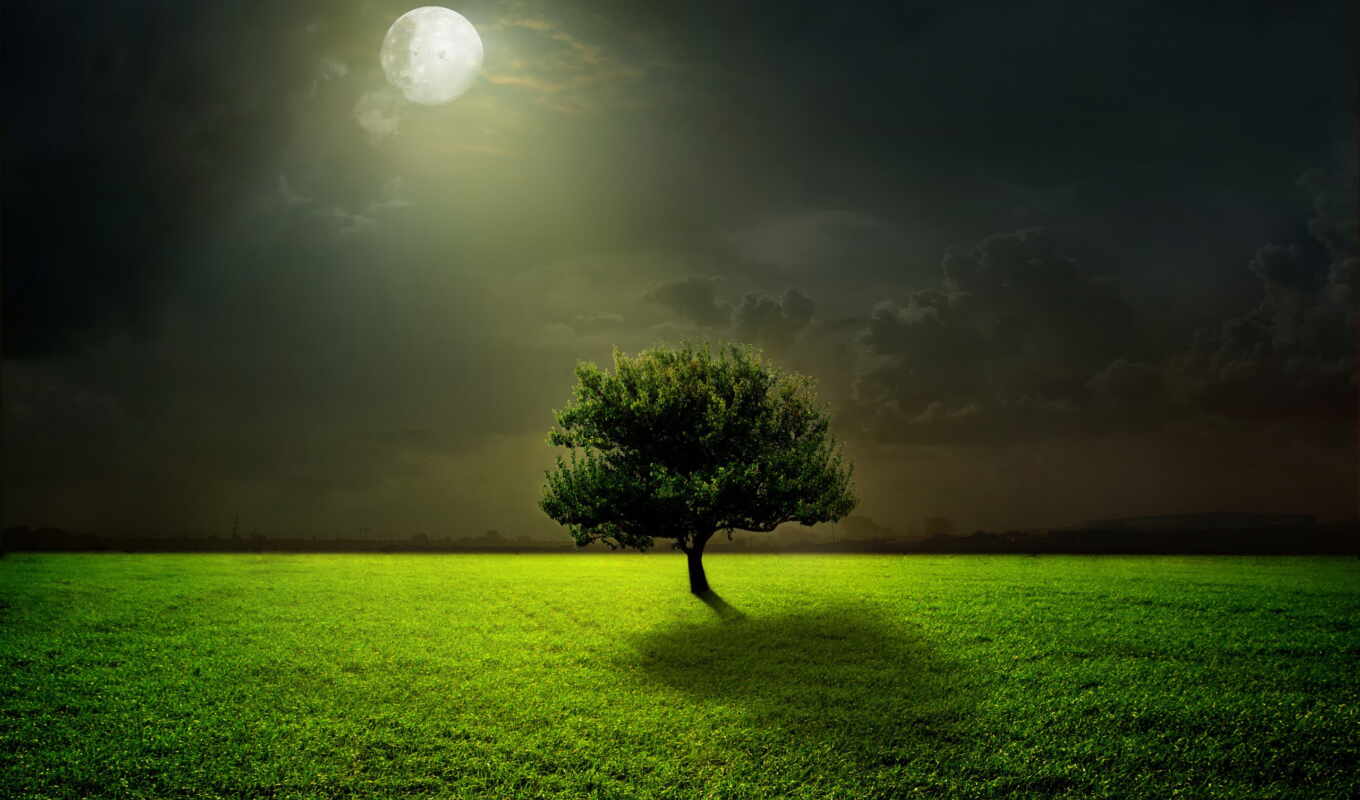 nature, light, tree, green, grass, night, moon, under