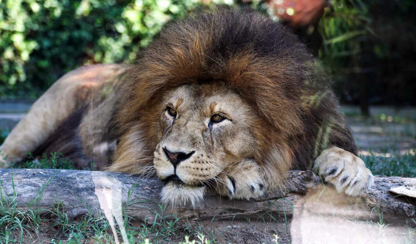 взгляд, ди, lion, глаза, кот, поза, смотреть, грива, african, pixabay