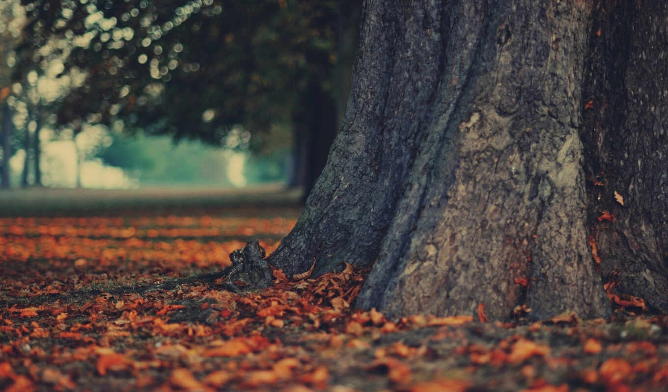 nature, sheet, tree, forest, closely, autumn, the trunk, blurring, dry, bark, compton
