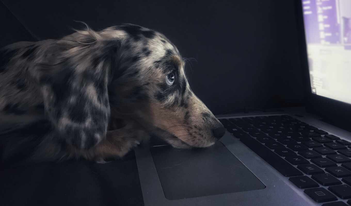 клавиатура, ноутбук, блог, собака, использование, информация, почта, research, management