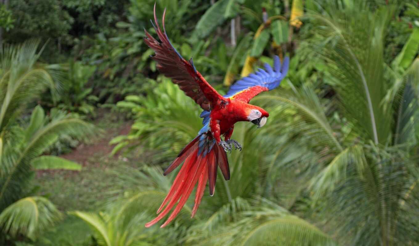 red, птица, попугай, scarlet, macaw