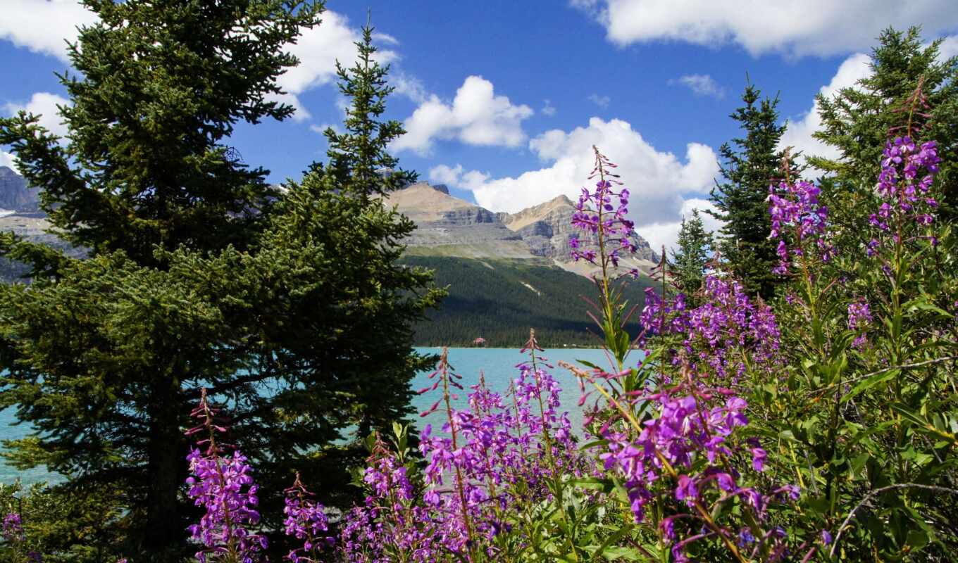 озеро, природа, цветы, flowers, trees, морейн, канадский, горы