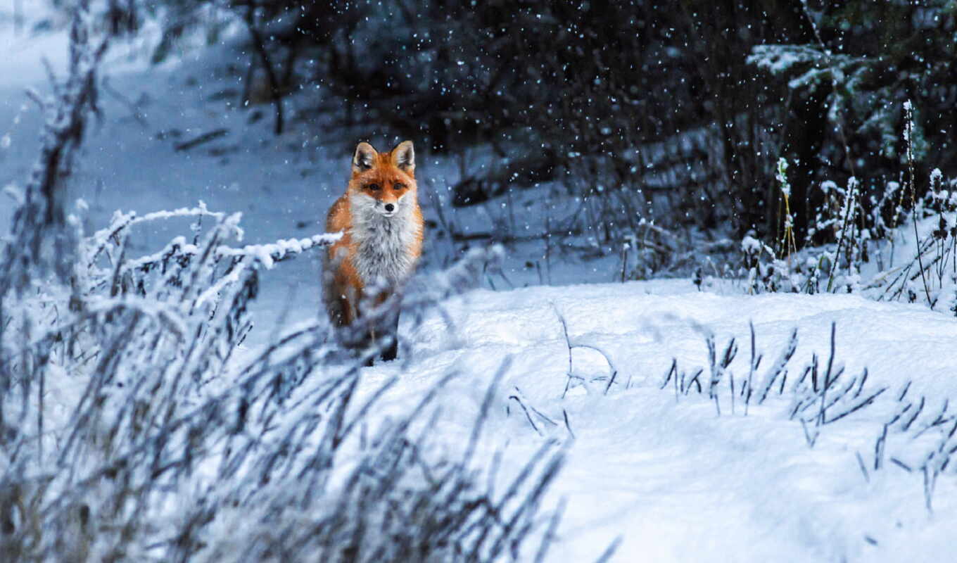good, snow, winter, fox, narrow, shirokoformatnyi