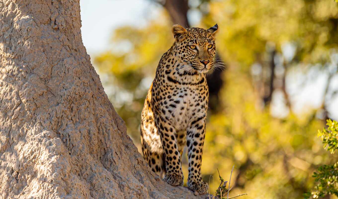 леопард, animal, tema, сафари, kenya, дерево, фотография, кошка, животное, бесплатный, лапа
