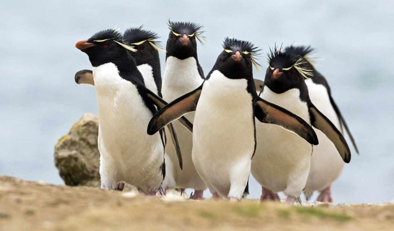 picture, sea, bird, animal, penguin, royal